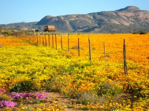 Namaqualand | Attractions | Upington 4x4 Rental